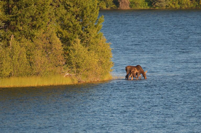 Conservation projects in the Omineca region receiving share of funding