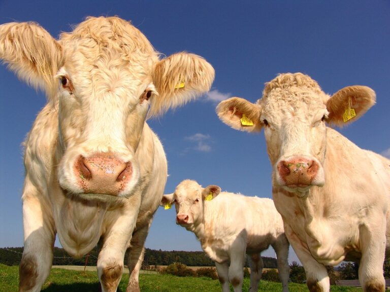 Rapid weather changes prove tough for northern BC cattle ranchers