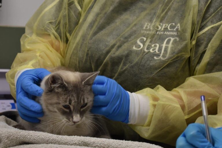 BC SPCA begin intaking over 200 cats surrendered from Houston residence
