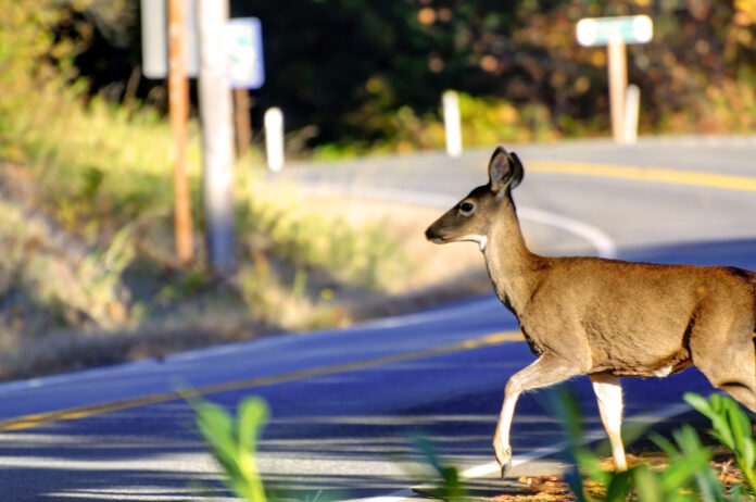 Northern BC drivers urged to stay vigilant of wildlife
