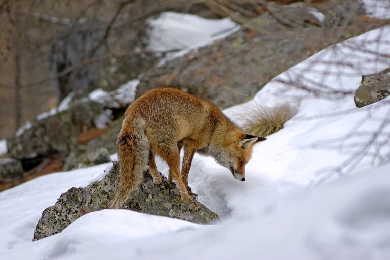 Province announces first significant fine increase for illegal hunting in 20 years