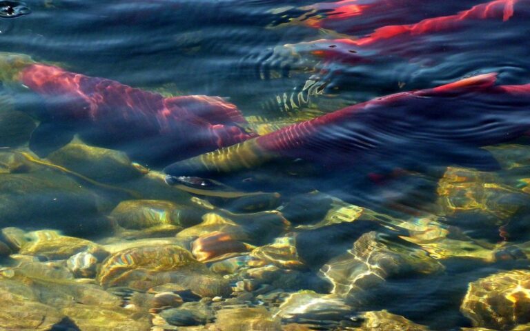 Focus turns towards recovery on the Chilcotin River