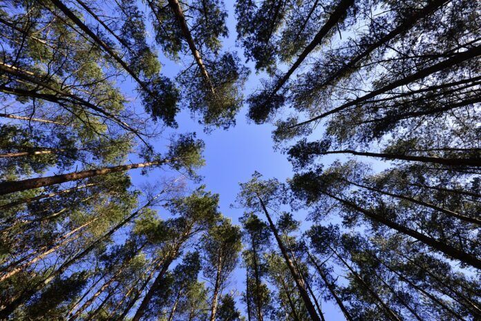 Northern BC getting 29 newly funded forestry projects