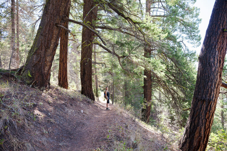 Commercial logging isn’t happening in BC parks; says BC Minister