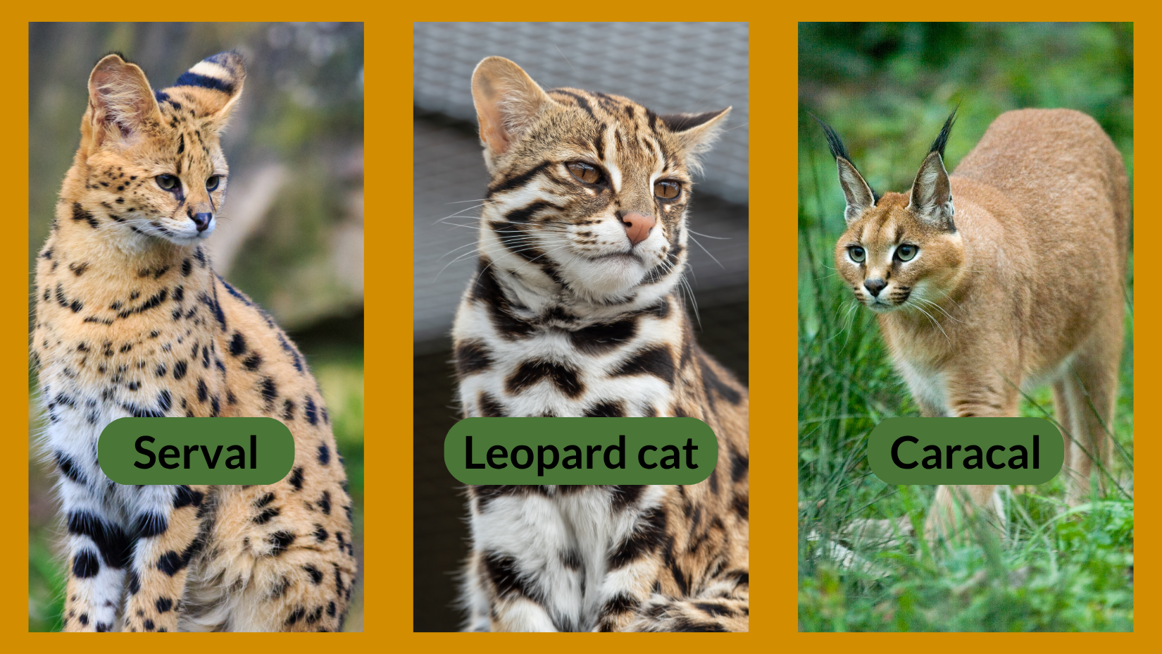 B.C. SPCA welcomes proposed ban on exotic cats